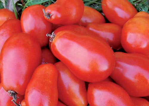 Martino S Roma Tomato Seeds Heirloom Organic Tim S Tomatoes