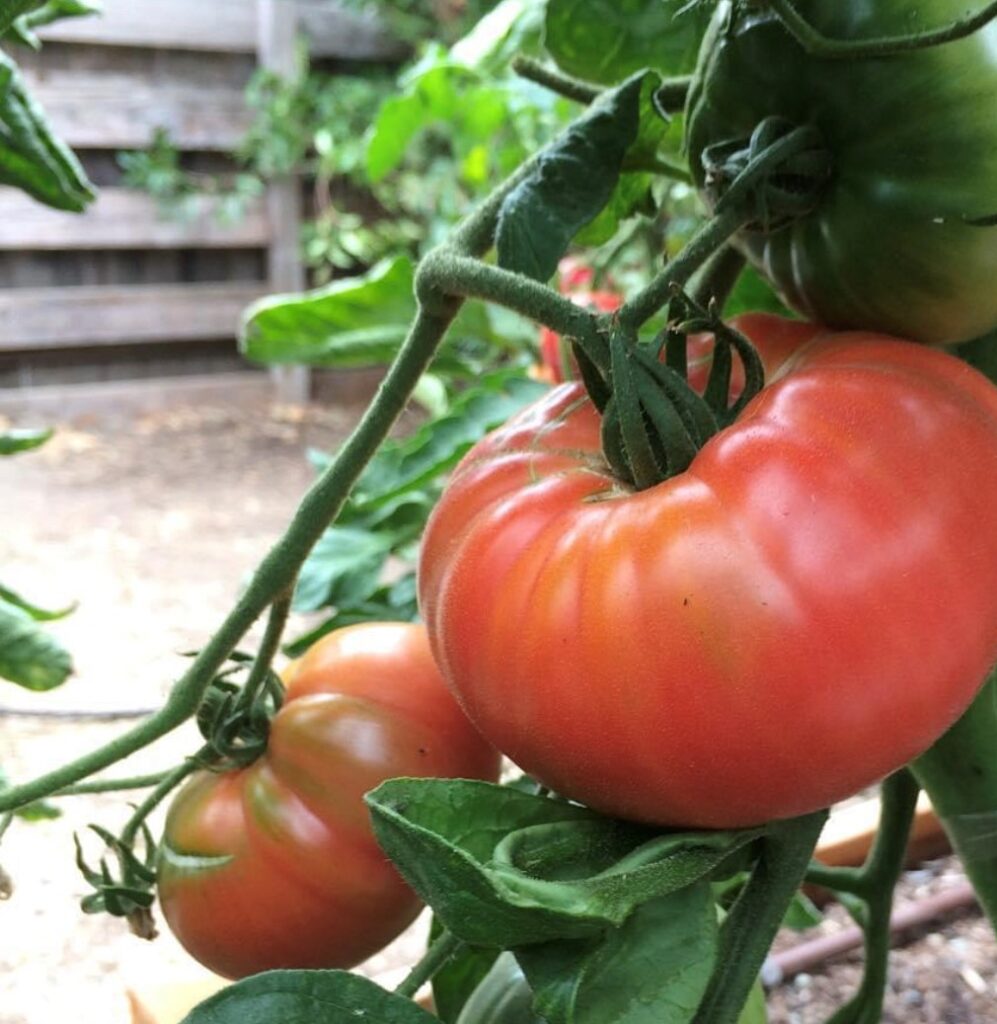 Pink Brandywine Tomato Seeds Heirloom Tim S Tomatoes