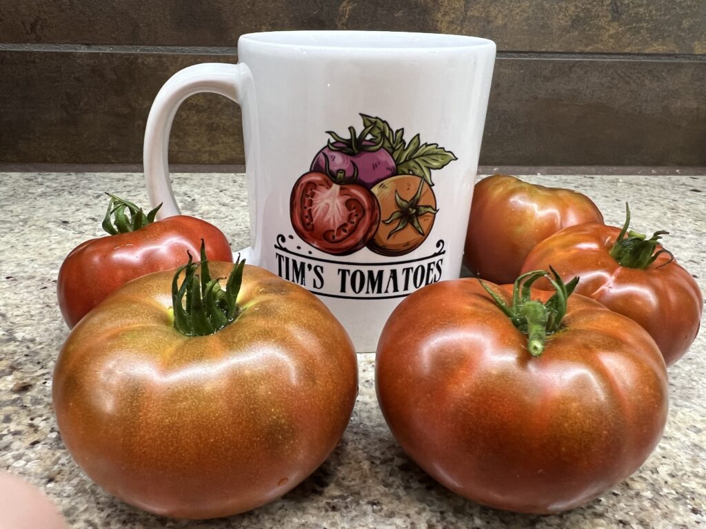 Tasmanian Chocolate Tomato Heirloom Tim S Tomatoes