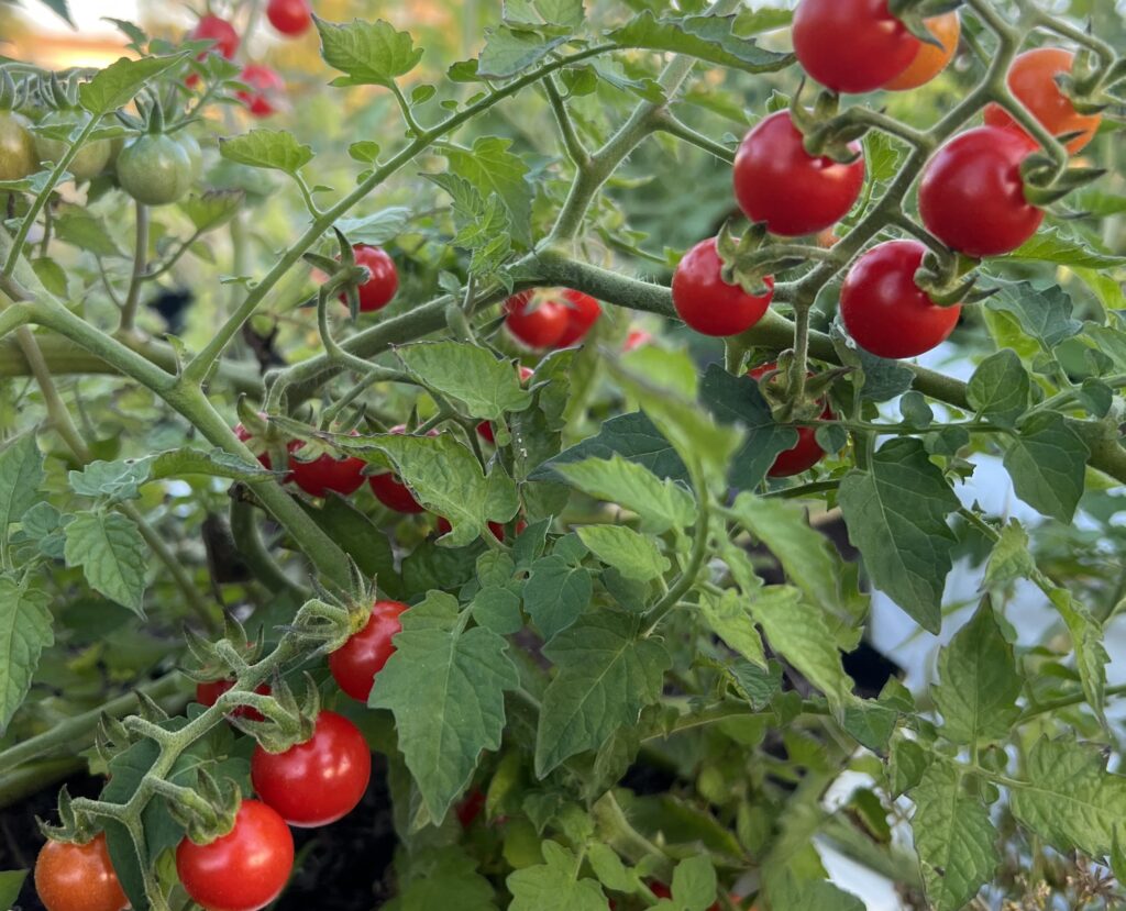 Everglades Tomato Seeds Heirloom Tim S Tomatoes