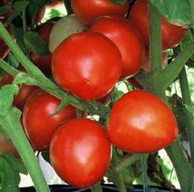 Bellstar Paste Tomato Seeds | Organic