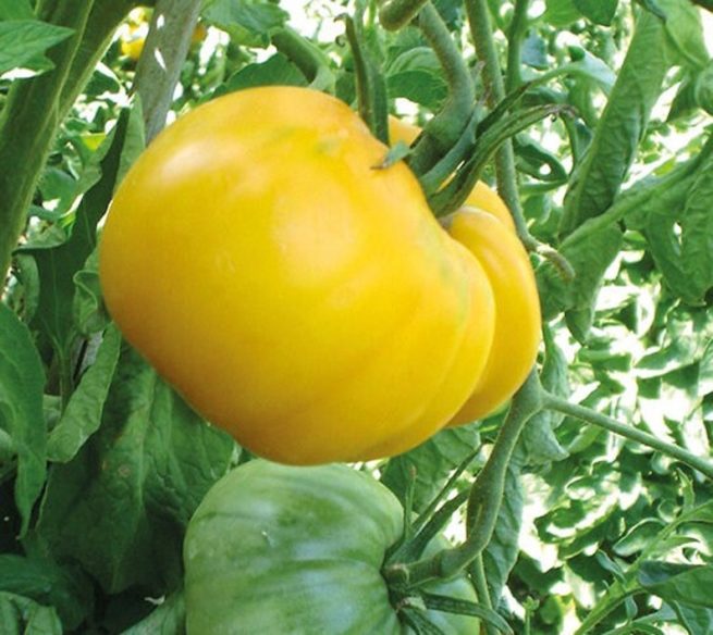 Yellow Beefsteak Tomato Seeds | Organic | Heirloom - Tim's Tomatoes