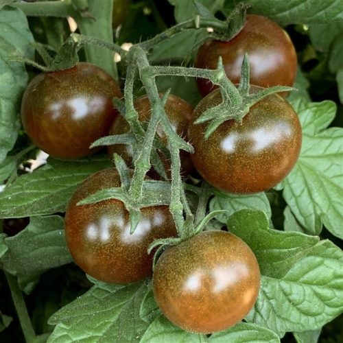 Brown Berry Tomato Seeds | Heirloom | Organic | Rare Tomatoes