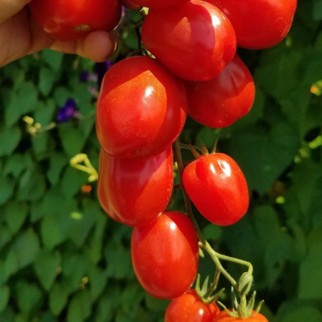 Aosta Valley Tomato Seeds | Heirloom | Organic