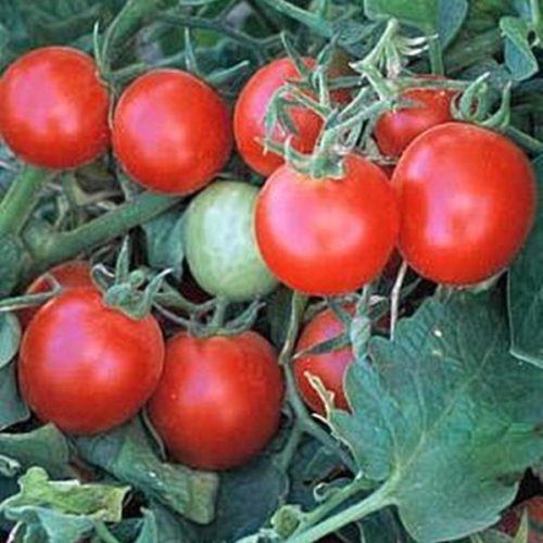 Baxter's Early Bush Cherry | Tomato Seeds | Heirloom | Organic