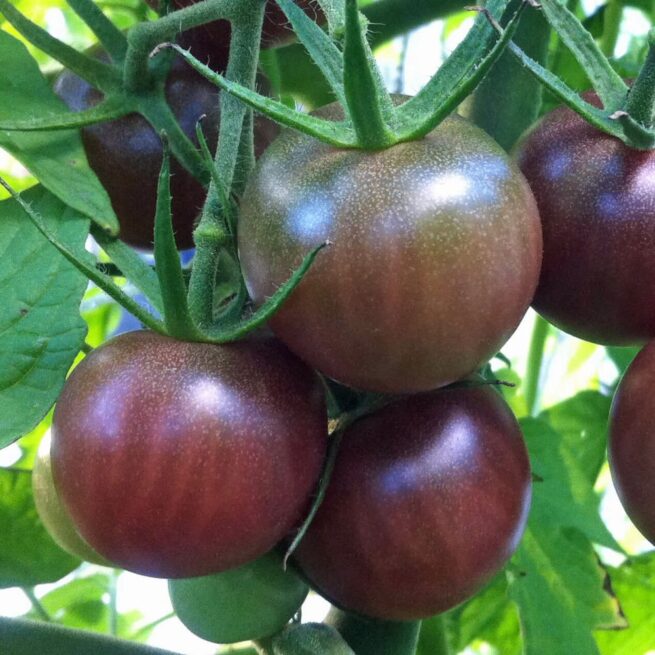 Black Cherry Tomato - Heirloom Tomato Seeds - Tim's Tomatoes