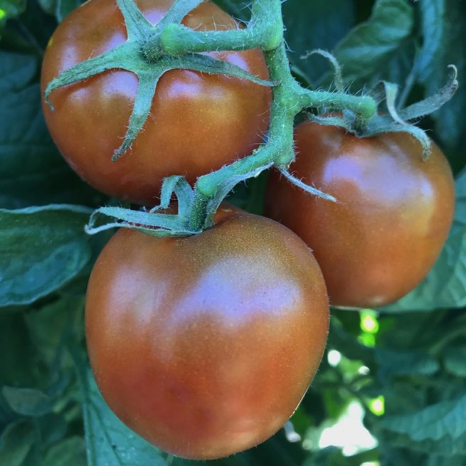 Black Ethiopian Tomato Seeds | Heirloom | Organic