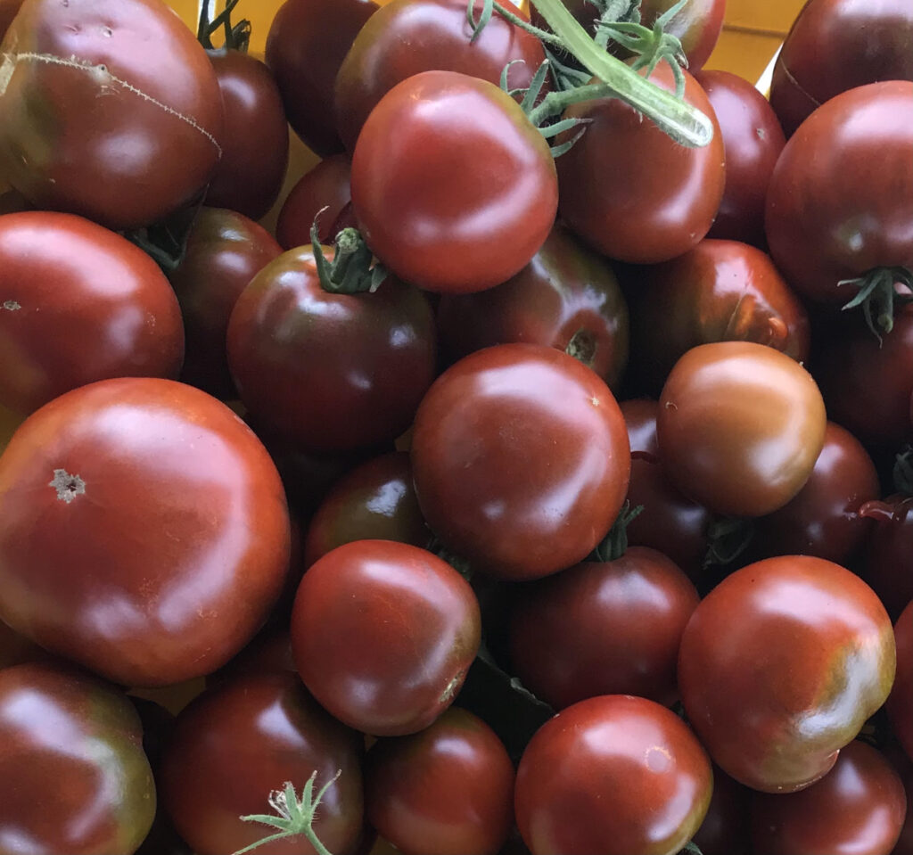 Black Prince Tomato Seeds | Heirloom | Organic | Tim's Tomatoes