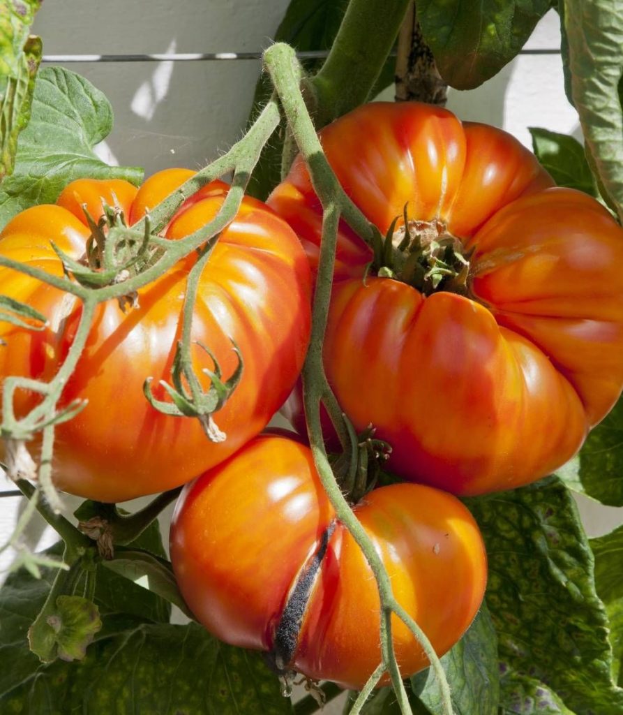 Kentucky Beefsteak Tomato Seeds | Heirloom | Organic - Tim's Tomatoes