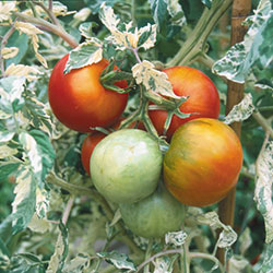 Medium Slicer Tomato Seeds