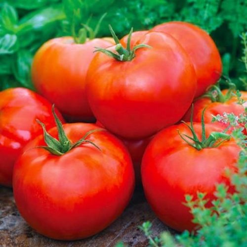 Ace 55 Tomato Seeds | Heirloom | Organic