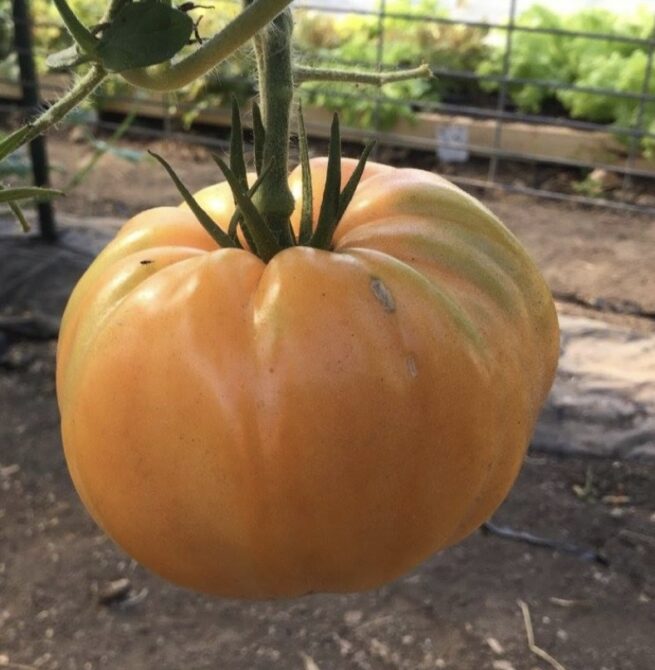 Amana Orange Tomato Seeds | Organic Tomato Seeds | Rare Heirloom Tomatoes