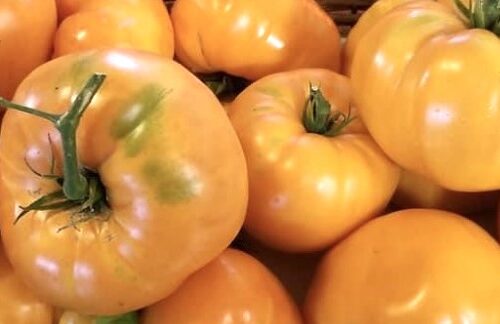 Amana Orange Tomato | Organic Seeds | Rare Heirloom Tomatoes | Vegetable Seeds