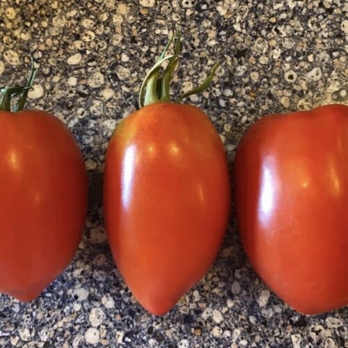 Amish Paste Tomato - Tim's Tomatoes