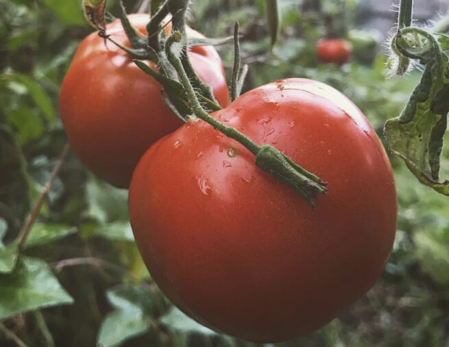 Arkansas Traveler Tomato Seeds | Heirloom | Organic