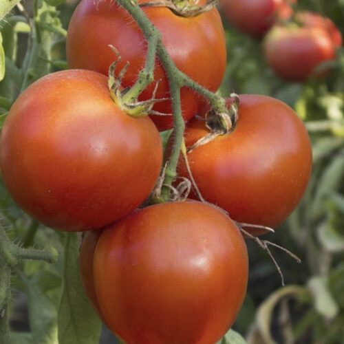 Arkansas Traveler Tomato Seeds | Heirloom | Organic