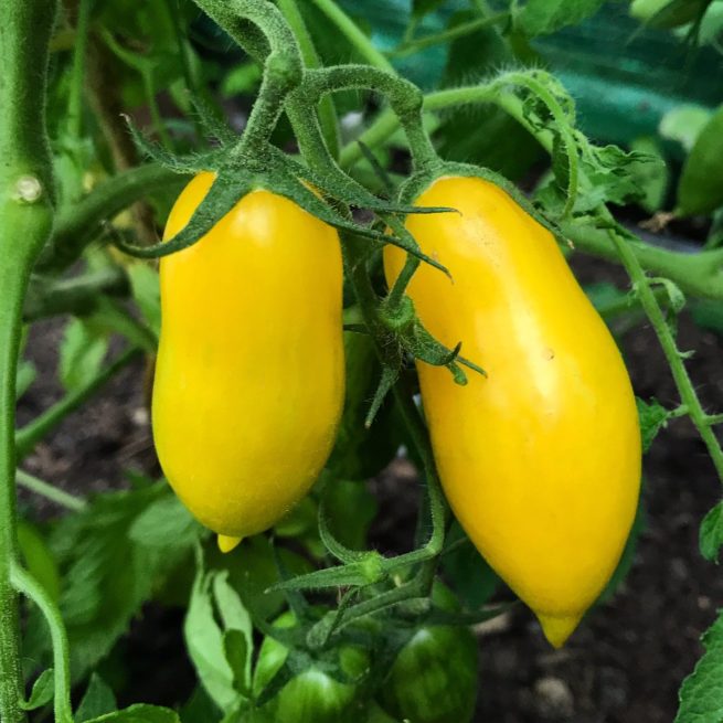 banana legs tomato seeds