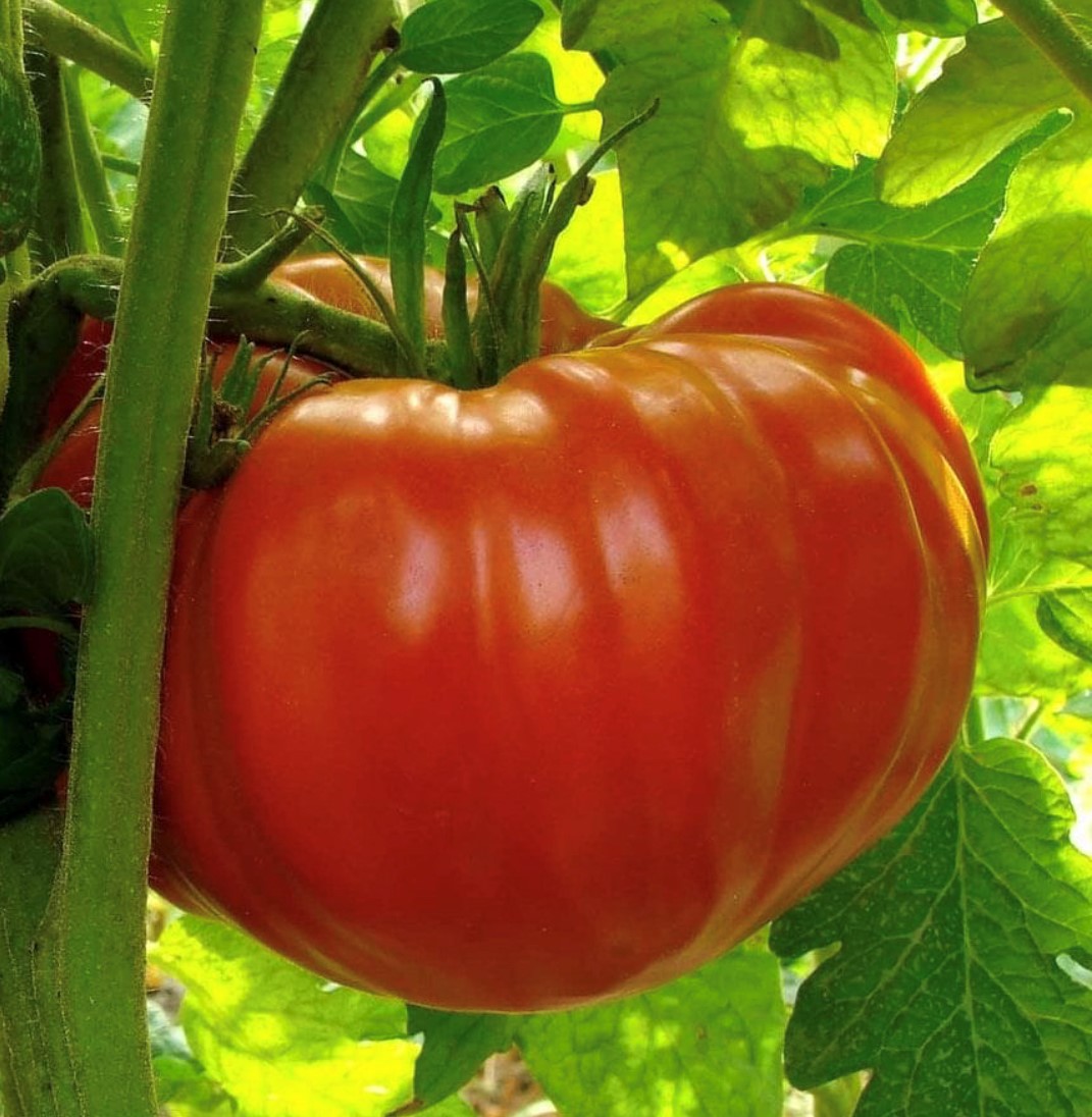 Tomato (Slicer): Beefsteak II (25 seeds)