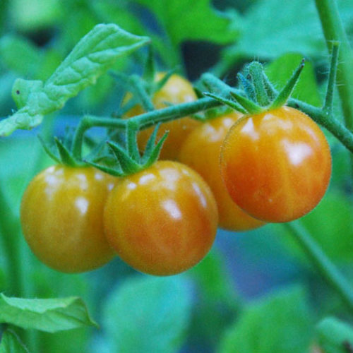 bi-color cherry tomato Seeds | Heirloom | Organic