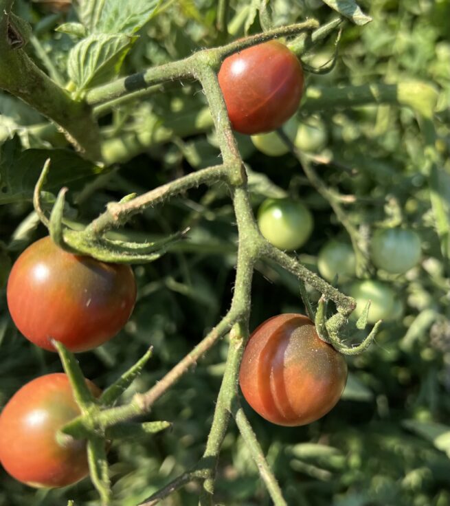 Black Cherry Tomato - Heirloom Tomato Seeds - Tim's Tomatoes