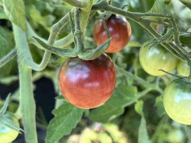 Black Cherry Tomato - Tim's Tomato Seeds - Heirloom Tomato Seeds