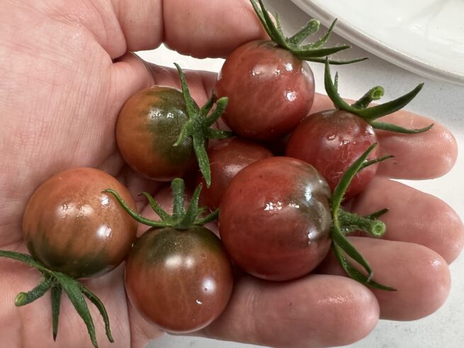 Black Cherry Tomatoes- Heirloom Tomato Seeds - Tim's Tomatoes