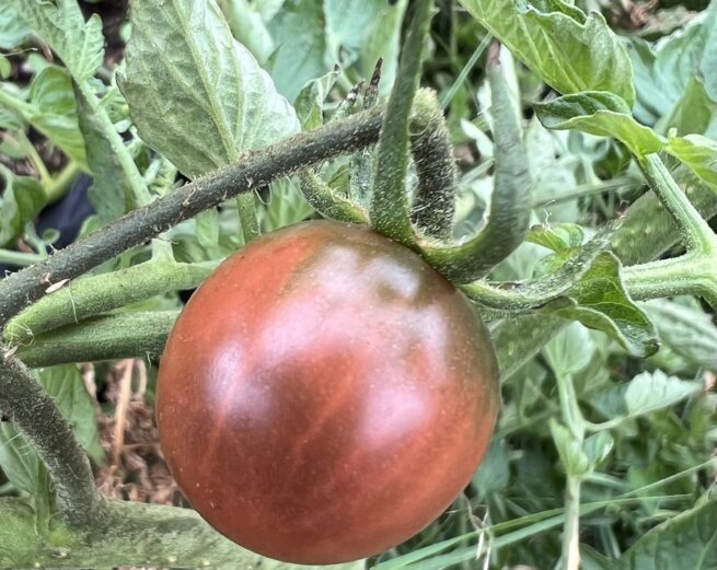 Black Cherry Tomato - Tim's Tomatoes heirloom tomato seeds