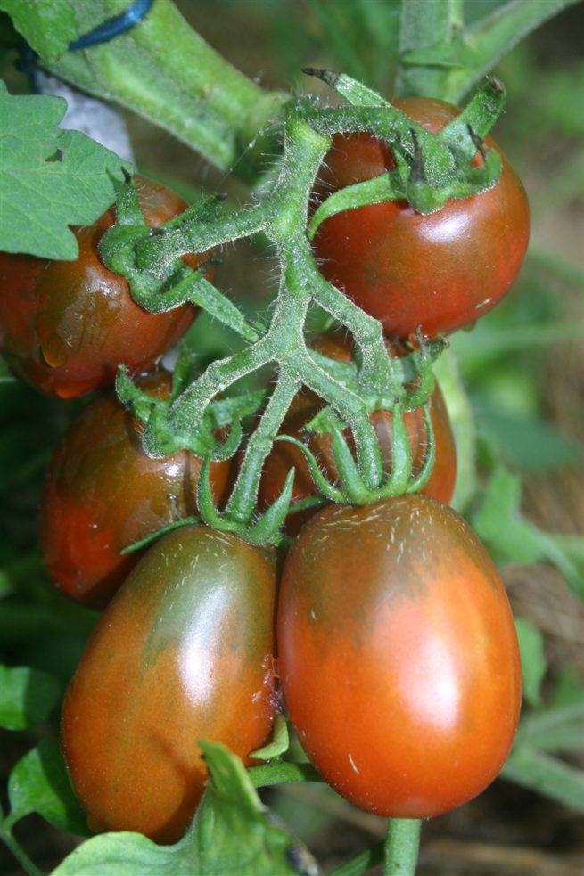 Black Plum Tomato Seeds | Heirloom | Organic