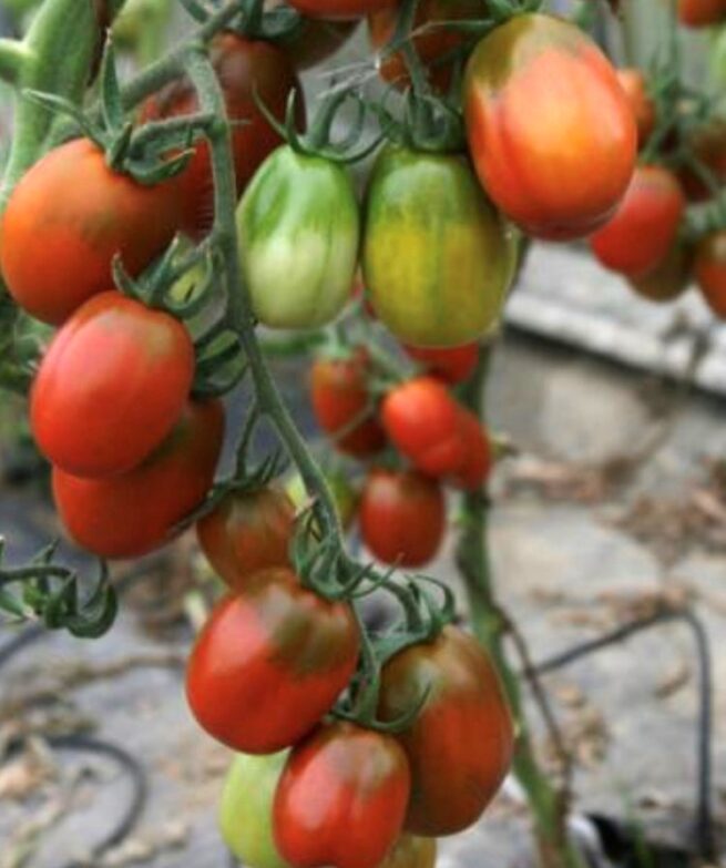 Black Plum Tomato Seeds | Heirloom | Organic