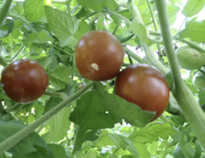 Black Prince Tomato Seeds | Heirloom | Organic | Rare Black Tomato