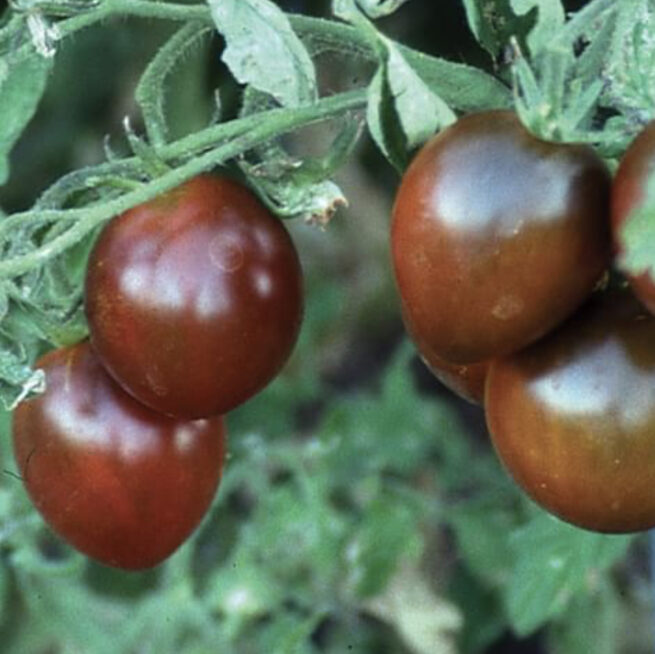 Black Prince Tomato Seeds | Heirloom | Organic | Rare Black Tomato