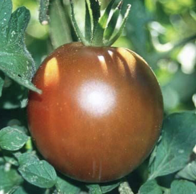 Black Prince Tomato Seeds | Heirloom | Organic | Rare Black Tomato