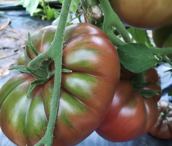 Black Russian Tomato Seeds | Heirloom | Organic