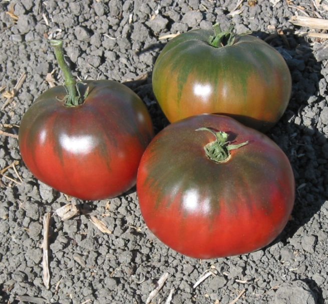 Blue Fruit Tomato Seeds | Heirloom | Organic