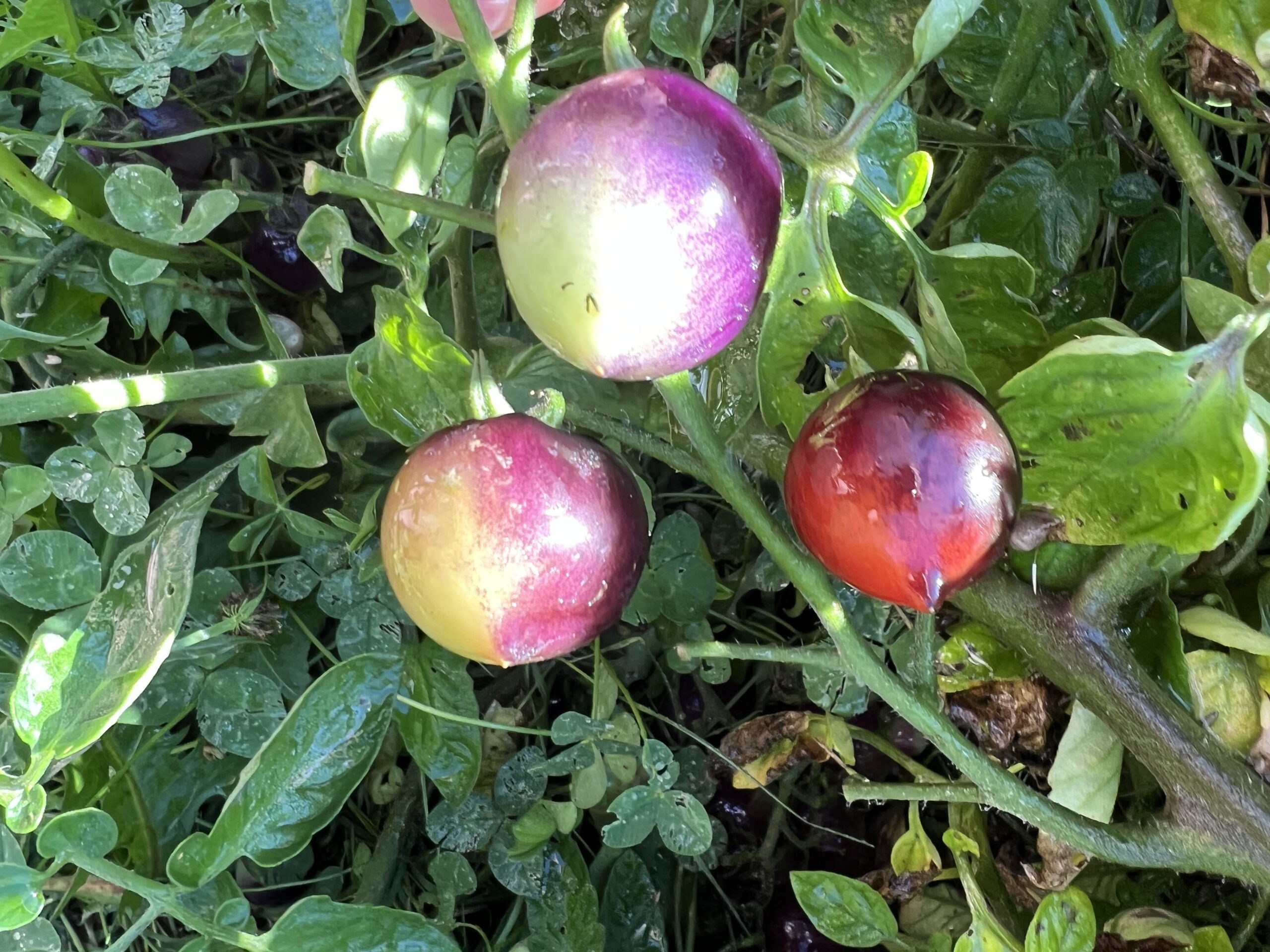 Bosque Blue tomato organic – Sow Diverse