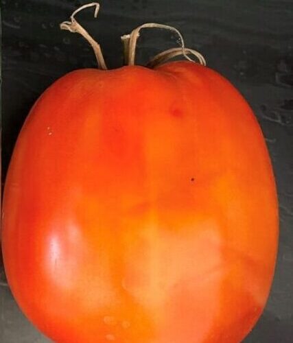 Cipolla Pride Heirloom Tomato Seeds Organic Sauce Italian Paste Tomato Canning Processing rare variety vegetable