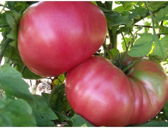 Dester Tomato - Heirloom Tomato Seeds