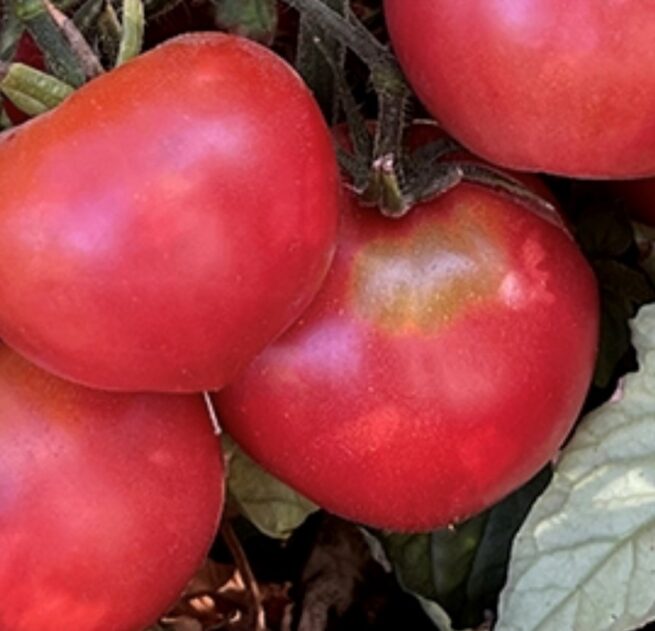 Earliana Tomato Seeds | Heirloom | Organic