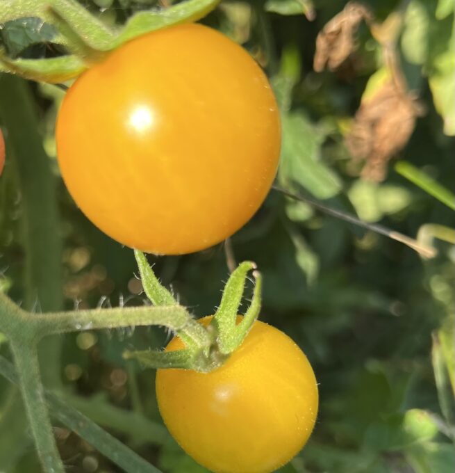 Egg Yolk Tomato - Tim's Tomatoes - Heirloom Tomato Seeds