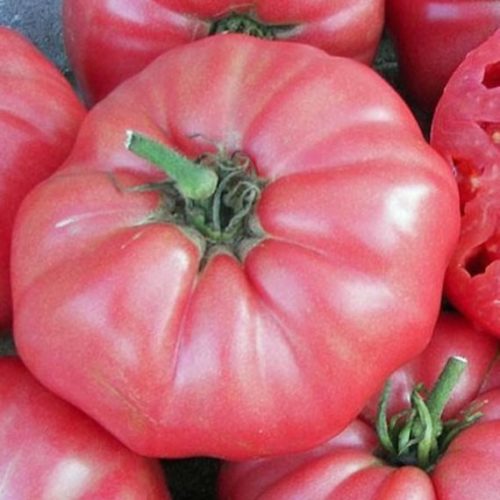 Giant Belgium Pink Tomato Seeds | Heirloom | Organic