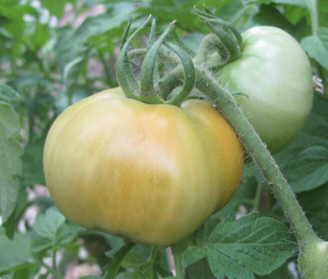 Golden Jubilee Tomato - Heirloom Tomato Seeds