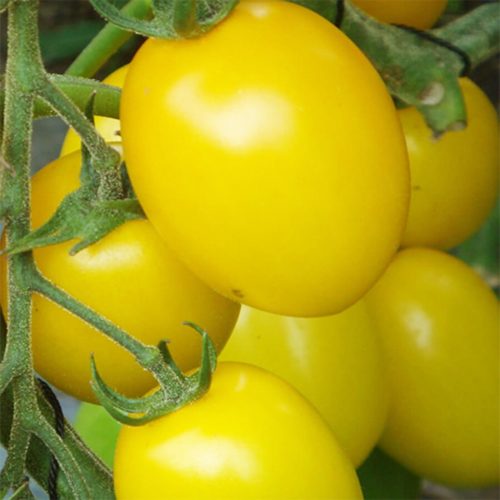 Golden Roma Tomato Seeds