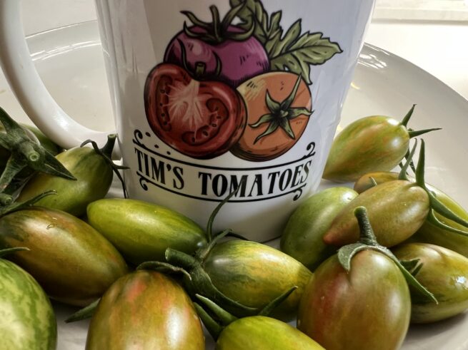 (Indeterminate/70 Days) Green Tiger tomatoes are one of the most visually appealing green when ripe tomatoes around. They produce 2-inch long bullet shaped fruit with yellow, green, and hints of red striping when fully ripe. They have an sweet and complex flavor that is refreshing and is amazing in salads, cooking, or fresh snacking. These grow prolifically in most climates and is fairly disease resistant and durable. This is a great gourmet tomato and is one of our new favorites!