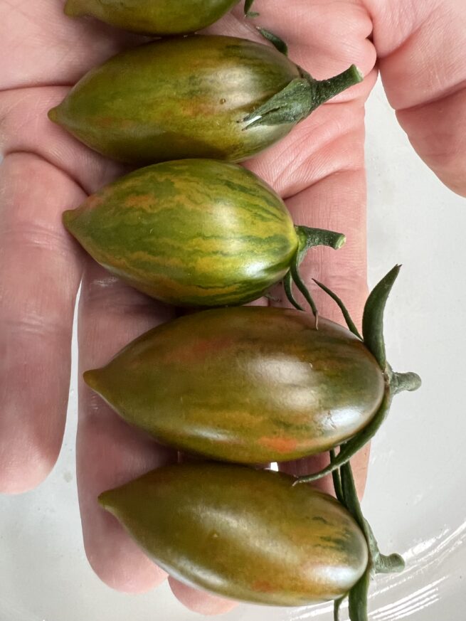 (Indeterminate/70 Days) Green Tiger tomatoes are one of the most visually appealing green when ripe tomatoes around. They produce 2-inch long bullet shaped fruit with yellow, green, and hints of red striping when fully ripe. They have an sweet and complex flavor that is refreshing and is amazing in salads, cooking, or fresh snacking. These grow prolifically in most climates and is fairly disease resistant and durable. This is a great gourmet tomato and is one of our new favorites!