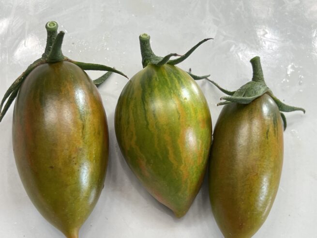 (Indeterminate/70 Days) Green Tiger tomatoes are one of the most visually appealing green when ripe tomatoes around. They produce 2-inch long bullet shaped fruit with yellow, green, and hints of red striping when fully ripe. They have an sweet and complex flavor that is refreshing and is amazing in salads, cooking, or fresh snacking. These grow prolifically in most climates and is fairly disease resistant and durable. This is a great gourmet tomato and is one of our new favorites!