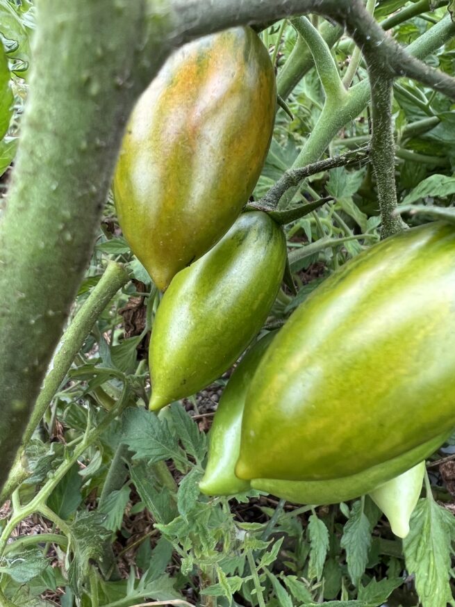 (Indeterminate/70 Days) Green Tiger tomatoes are one of the most visually appealing green when ripe tomatoes around. They produce 2-inch long bullet shaped fruit with yellow, green, and hints of red striping when fully ripe. They have an sweet and complex flavor that is refreshing and is amazing in salads, cooking, or fresh snacking. These grow prolifically in most climates and is fairly disease resistant and durable. This is a great gourmet tomato and is one of our new favorites!