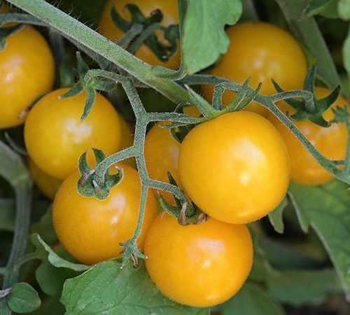Pocket Star Tomato — Farmacie Isolde