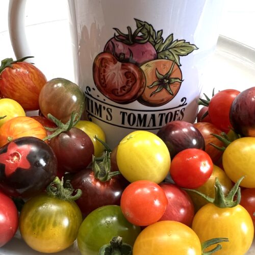 Heirloom Cherry Tomato Seed Mix | Variety Pack | Organic | Vegetable | Tim's Tomatoes