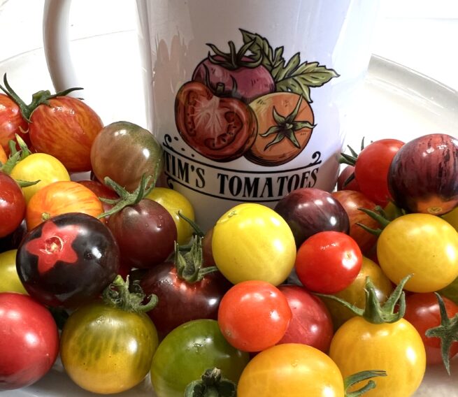 Heirloom Cherry Tomato Seed Mix | Variety Pack | Organic | Vegetable | Tim's Tomatoes
