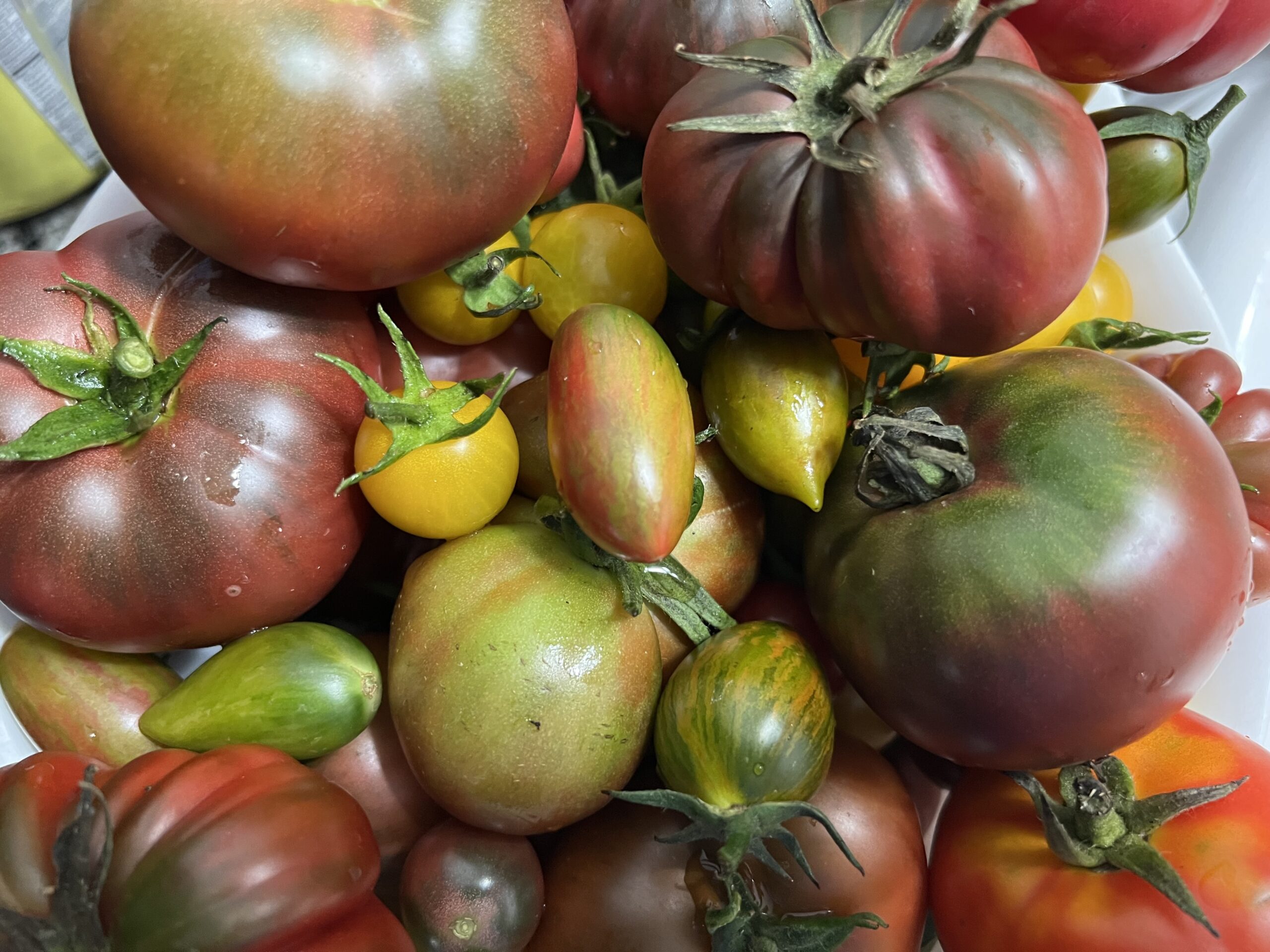 Heirloom Tomato Seed Mix - Solanum lycopersicum – Cicada Seeds